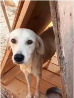 Neuture a dog
