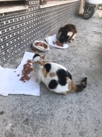 1 month's cat food