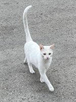 Neuture a cat