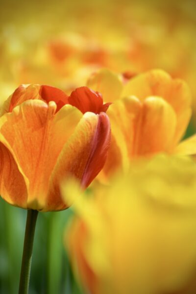 Istanbul Tulip Festival